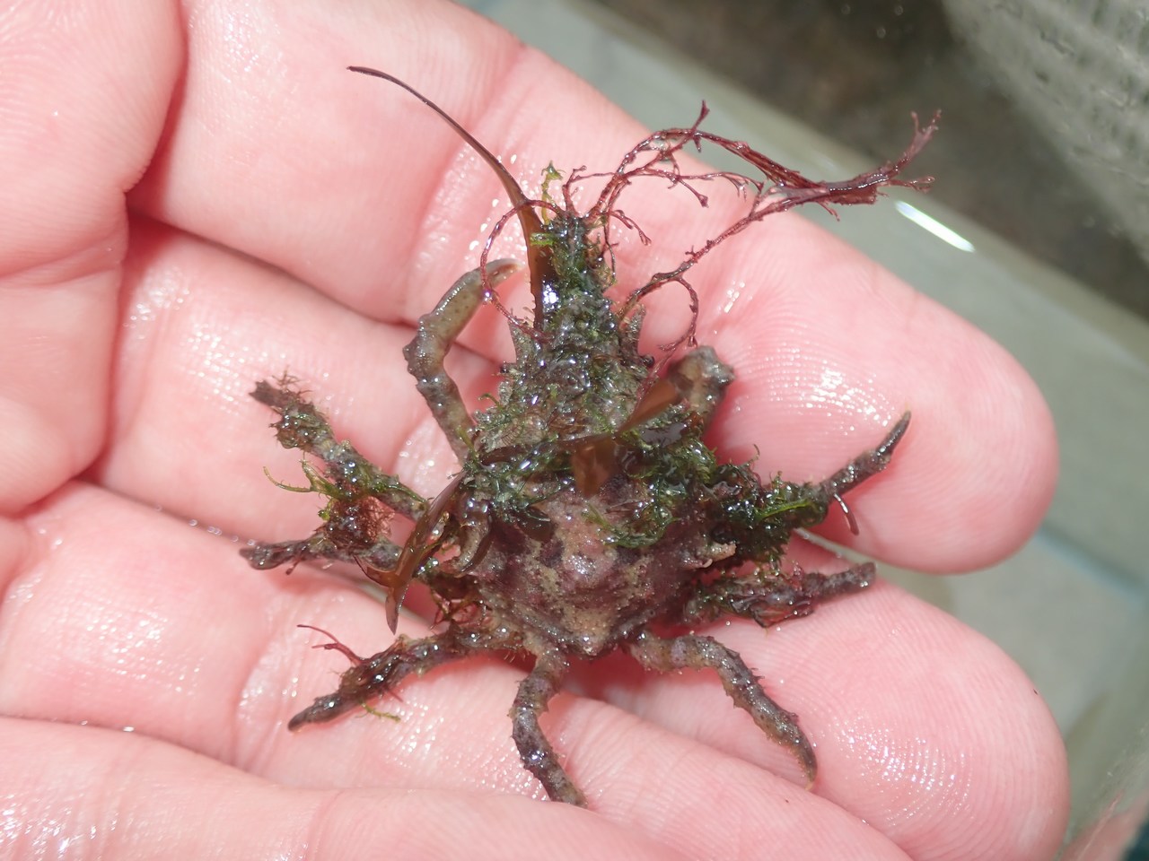 Pisa tetraodon